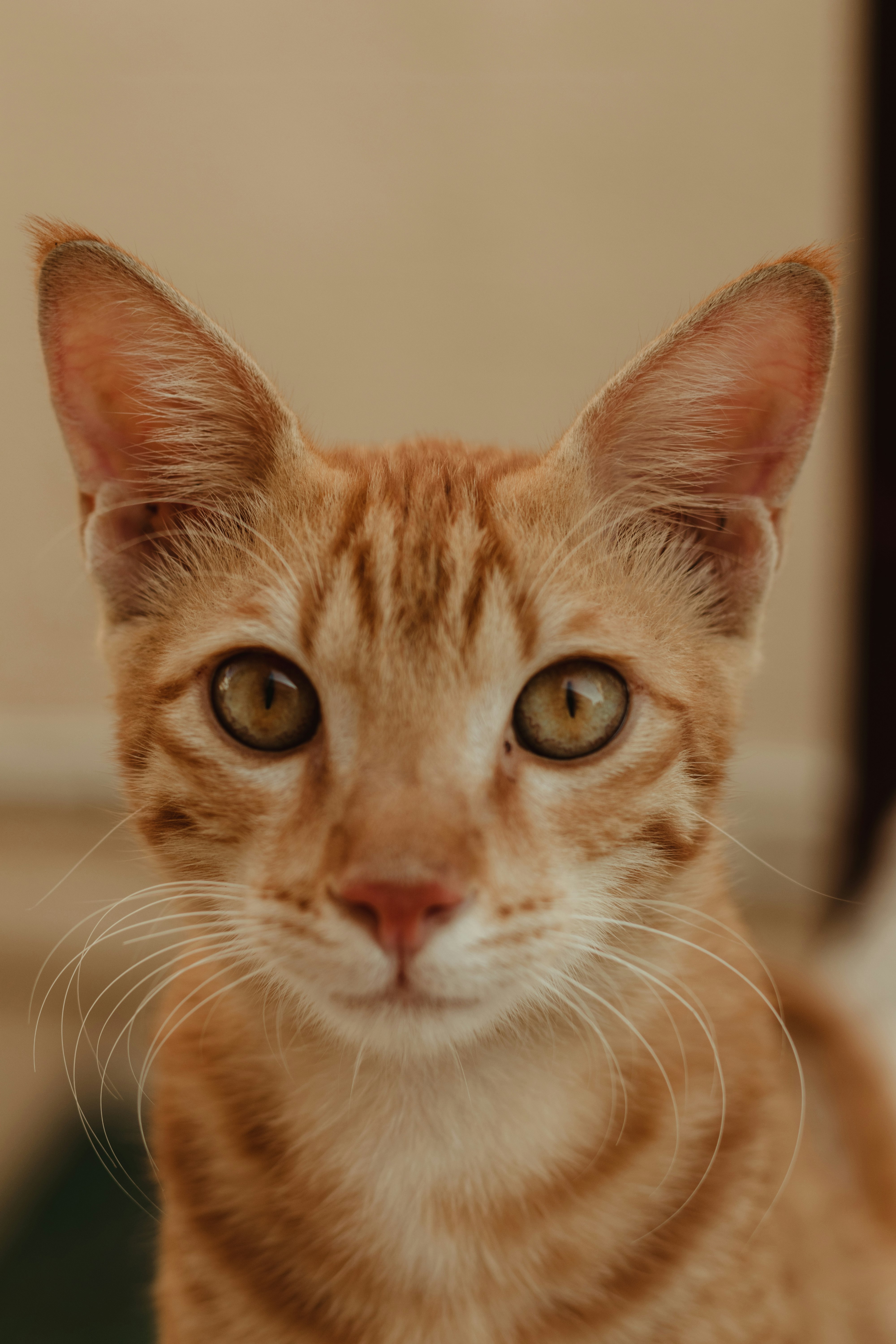 orange tabby cat in close up photography